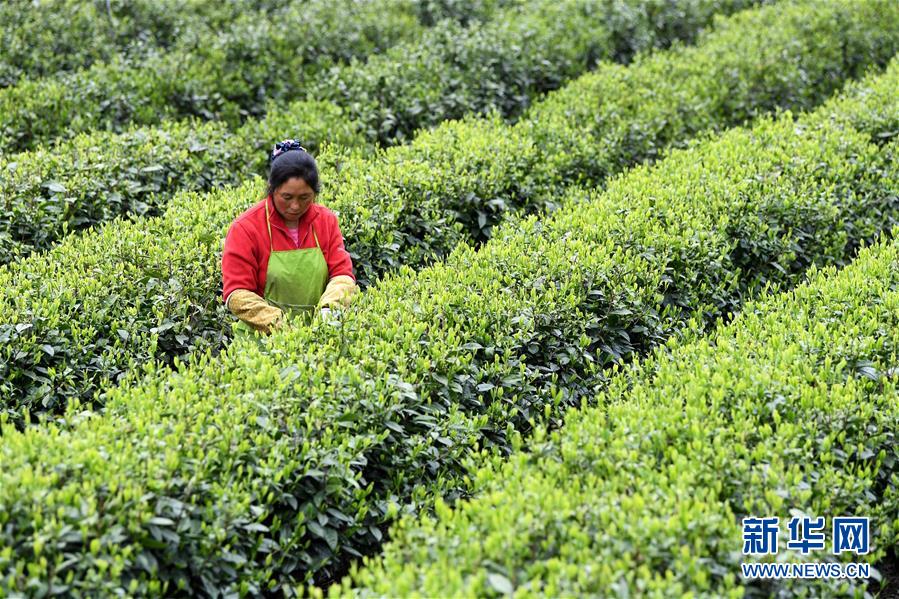 ���»�ȫýͷ����ͼ�Ļ�������21��ϰ��ƽ�ķ�ƶ����