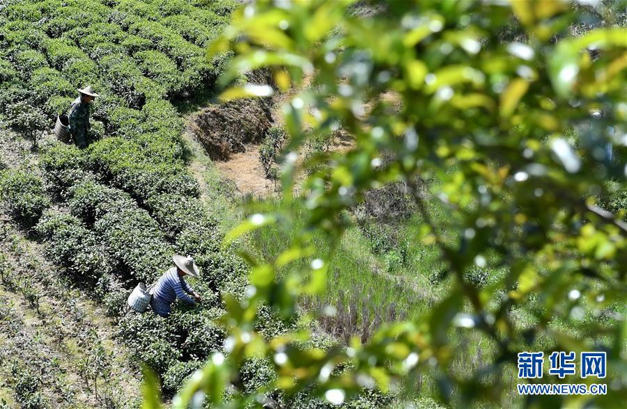 ���»�ȫýͷ����ͼ�Ļ�������24��ϰ��ƽ�ķ�ƶ����