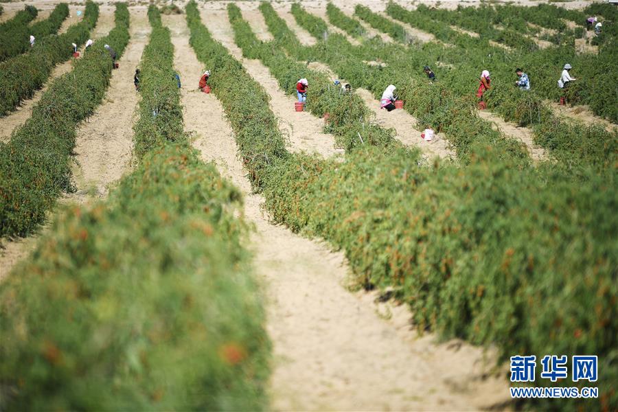 (新华全媒头条·走向我们的小康生活·图文互动)(7)23万人的命运转折——我国最大易地生态移民安置区的脱贫密码