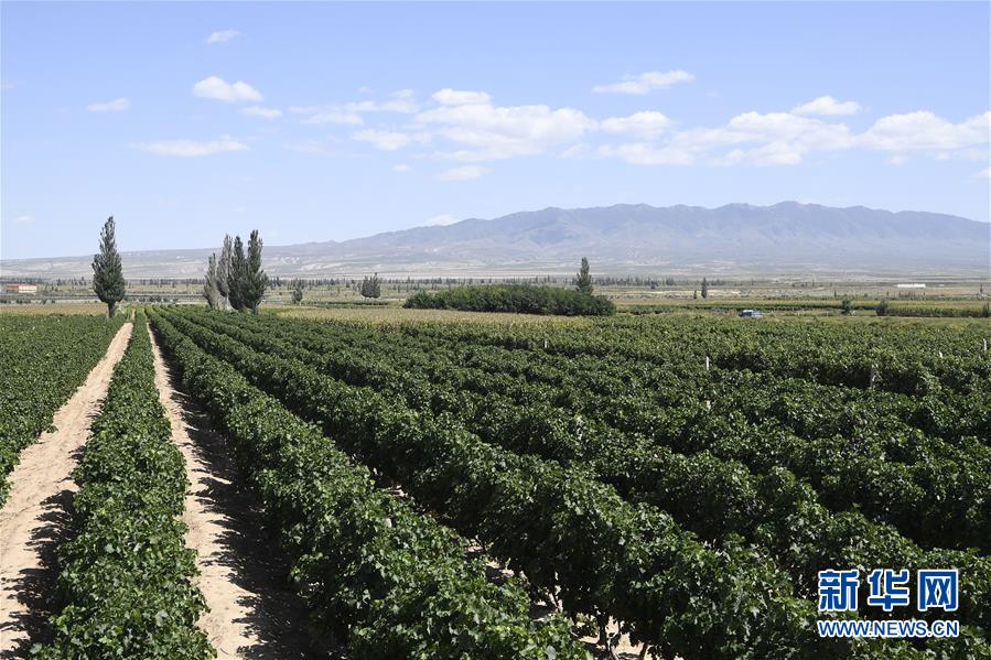 (新华全媒头条·走向我们的小康生活·图文互动)(9)23万人的命运转折——我国最大易地生态移民安置区的脱贫密码