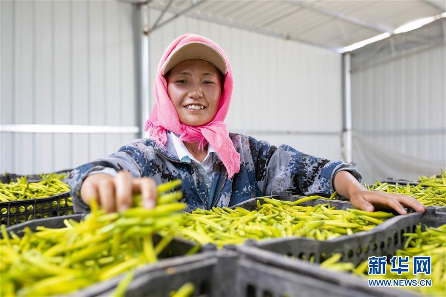 (新华全媒头条·走向我们的小康生活·图文互动)(12)23万人的命运转折——我国最大易地生态移民安置区的脱贫密码